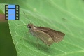 Scene 05_Skipper on Leaf 1 side view